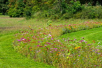 Mixture of colourful wildflowers in wildflower zone bordering grassland, planted to attract and help bees, butterflies and other pollinators, Luxembourg, August