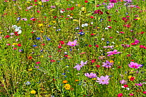 Mixture of colourful wildflowers in wildflower zone bordering meadow, especially planted to attract and help bees, butterflies and other pollinators, Luxembourg, August
