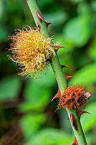 Robin's pincushion gall, caused by the gall wasp (Diplolepis rosae) on Dog rose, Luxembourg, August