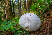 Giant puffball (Calvatia gigantea / Langermannia gigantea) on the forest floor in late summer, Luxembourg, August