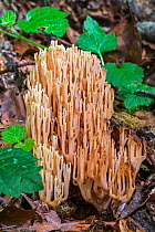 Strict-branch coral / upright coral fungus (Ramaria  / Clavaria stricta) on the forest floor, Luxembourg, August