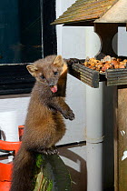 Young male Pine Marten (Martes martes) feeding on fruit cake on a bird table at a guest house at night, Knapdale, Argyll, Scotland, October. Photographed using a remote camera trap. Property released.