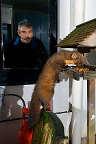 Young male Pine Marten (Martes martes) feeding on fruit cake on a bird table at a guest house at night, watched by a guest, Knapdale, Argyll, Scotland, October. Photographed using a remote camera. Mod...