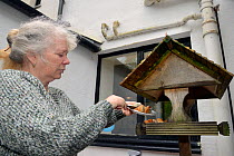Lynn Laws placing cake on the bird table at her guest house for visiting Pine martens (Martes martes) to feed on, Knapdale, Argyll, Scotland, October. Photographed using a remote camera. Model and pro...
