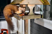 Adult female Pine Marten (Martes martes) feeding on fruit cake on a bird table at a guest house at night, Knapdale, Argyll, Scotland, October. Photographed using a remote camera trap. Property release...