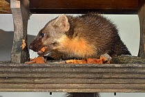 Adult female Pine Marten (Martes martes) feeding on fruit cake on a bird table at a guest house at night, Knapdale, Argyll, Scotland, October. Property released.