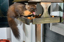 Young male Pine Marten (Martes martes) feeding on fruit cake on a bird table at a guest house at night, Knapdale, Argyll, Scotland, October. Photographed using a remote camera. Property released.