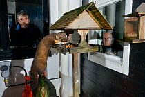 Young male Pine Marten (Martes martes) feeding on fruit cake on a bird table at a guest house at night, watched by two guests, Knapdale, Argyll, Scotland, October. Photographed using a remote camera....