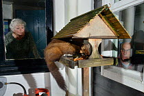 Young male Pine Marten (Martes martes) feeding on fruit cake on a bird table at a guest house at night, watched by the owner and a guest, Knapdale, Argyll, Scotland, October. Photographed using a remo...