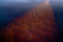 Aerial view of Whooper swans (Cygnus cygnus) gathering in river, with patterns of sediment deposits, Finland. Awarded with Second Place in the Bird Category of the Nordic Nature Photo Contest 2017.