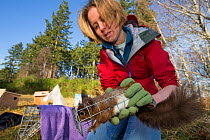 Becky Priestley, Wildlife Officer with Trees for Life, carrying out health checks on Red squirrels (Sciurus vulgaris) trapped as part of reintroduction to the north west Highlands, Moray, Scotland, UK...