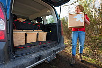 Becky Priestley, Wildlife Officer with Trees for Life, loading four Red squirrels (Sciurus vulgaris) into car, trapped as part of reintroduction to the north west Highlands, Moray, Scotland, UK.