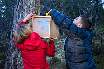Becky Priestley, Wildlife Officer with Trees for Life, attaching transit box containing Red squirrel (Sciurus vulgaris) to tree, as part of reintroduction to the north west Highlands, Plockton, Scotla...