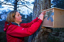 Becky Priestley, Wildlife Officer with Trees for Life, removing tape from  transit box containing Red squirrel (Sciurus vulgaris). Translocation part of  reintroduction to the north west Highlands, Pl...