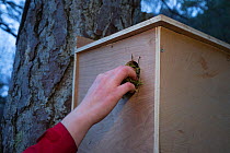 Becky Priestley, Wildlife Officer with Trees for Life, removing moss from hole in transit box containing Red squirrel (Sciurus vulgaris). Translocation part of reintroduction to the north west Highlan...