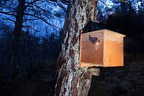 Remote camera shot of Red squirrel (Sciurus vulgaris) emerging from transit box following its translocation from Moray to Plockton, Scotland, UK. Winner of the Documentary Series Category of the Briti...
