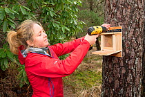 Becky Priestley, Wildlife Officer with Trees for Life, preparing cage trap to catch Red squirrels (Sciurus vulgaris) as part of reintroduction to the north west Highlands, Moray, Scotland, UK.