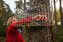 Becky Priestley, Wildlife Officer with Trees for Life, preparing cage trap to catch Red squirrels (Sciurus vulgaris) as part of reintroduction to the north west Highlands, Moray, Scotland, UK.