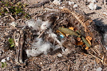 Carcass of Laysan albatross (Phoebastria immutabilis) chick showing  gut full of man-made plastic and foam items. It probably  starved after eating regurgitated plastic from its parents,which blocked...