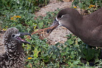 Black-footed albatross (Phoebastria nigripes), attempting to feed chick a tangle of monofilament fishing line coated with fish eggs; if the chick swallows the entire mass, it may die from an obstructe...