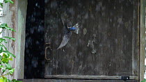 Slow motion clip of a Swallow (Hirundo rustica) flying into a barn in heavy rain, Carmarthenshire, Wales, UK, September.