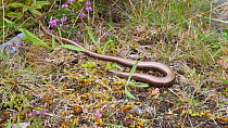 Pregnant female Slow worm (Anguis fragilis) slowly moving into cover after being exposed, Carmarthenshire, Wales, UK, September.
