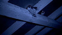Pair of Swallows (Hirundo rustica) feeding chicks at nest in a barn, filmed using infra red, Carmarthenshire, Wales, UK, September.