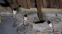 Swallow (Hirundo rustica) feeding juveniles perched on a rope near nest in a barn, Carmarthenshire, Wales, UK, September.