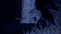 Wood mouse (Apodemus sylvaticus) feeding from a bird feeder, filmed at night using an infra red camera, Carmarthenshire, Wales, UK, September.