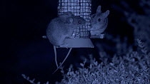 Two Wood mice (Apodemus sylvaticus) feeding from a bird feeder, filmed at night using an infra red camera, Carmarthenshire, Wales, UK, September.