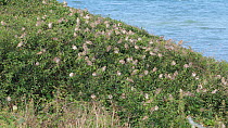 Large flock of House sparrows (Passer domesticus) resting in bushes before flying out of frame, Ceredigion, Wales, UK, September.