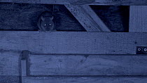 Juvenile Brown rat (Rattus norvegicus) feeding on grain in a barn, filmed at night using infra red, Carmarthenshire, Wales, UK, October.