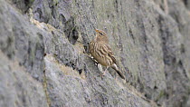 Rock pipit (Anthus petrosus) feeding from a sea wall, Ceredigion, Wales, UK, October.