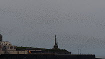 Murmuration of Common starlings (Sturnus vulgaris) flying above pier, Aberystwyth, Ceredigion, Wales, UK, October.