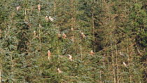 Group of Red kites (Milvus milvus) perched in conifer trees, Ceredigion, Wales, UK, November.
