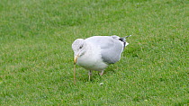 Herring gull (Larus argentatus) hunting for worms, stamping on ground with feet, Ceredigion, Wales, UK, November.