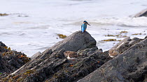 Common kingfisher (Alcedo atthis) perched on a rocky outcrop with the sea in the background, Turnstones (Arenaria interpres) foraging amongst seaweed nearby, Ceredigion, Wales, UK, November.