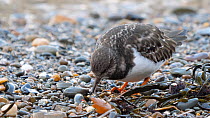 Close-up of a Turnstone (Arenaria interpres) foraging on the tide line of a shingle beach, Ceredigion, Wales, UK, November.