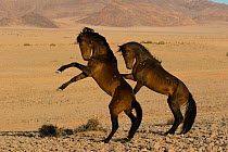 Feral Horse (Equus caballus) fight between stallions during mating season. Namib-Naukluft National Park, Namibia.