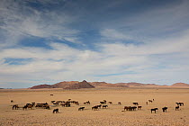 Feral Horse (Equus caballus) band, Namib-Naukluft National Park, Namibia.