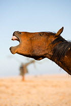 Feral Horse (Equus caballus) flehmen response, Namib-Naukluft National Park, Namibia