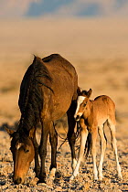 Feral Horse (Equus caballus) mother and foal, a few days old, Namib-Naukluft National Park, Namibia