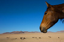 Feral Horses (Equus caballus) gathering around waterhole, Namib-Naukluft National Park, Namibia.