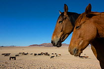Feral Horses (Equus caballus) gathering around waterhole, Namib-Naukluft National Park, Namibia.