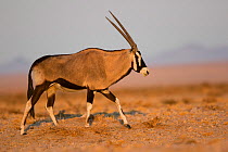 Oryx (Oryx gazella)  Namib-Naukluft National Park, Namibia.