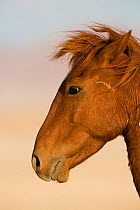 Feral Horse (Equus caballus) head portrait with ears back, Namib-Naukluft NP, Namibia.