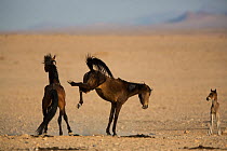 Feral Horse (Equus caballus) mare kicking out at stallion with foal nearby, Namib-Naukluft NP, Namibia.