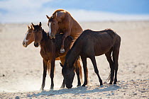 Feral Horse (Equus caballus) pair mating with another standing nearby, Namib-Naukluft NP, Namibia.