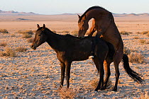 Feral Horses (Equus caballus) mating, Namib-Naukluft National Park, Namibia.