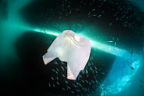 Plastic bag floating in the ocean beneath boats and fish. Ambon Bay, Ambon, Maluku Archipelago, Indonesia. Banda Sea, tropical west Pacific Ocean.